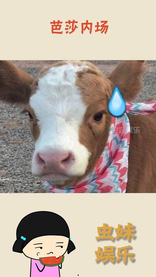 娱乐吃瓜酱图片搞笑,笑料横生的搞笑瞬间大盘点!